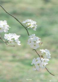 雨打梨花深闭门封面